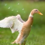 Investment Strategies: Nasdaq Index Fund Guide